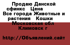  Продаю Данской сфинкс › Цена ­ 2 000 - Все города Животные и растения » Кошки   . Московская обл.,Климовск г.